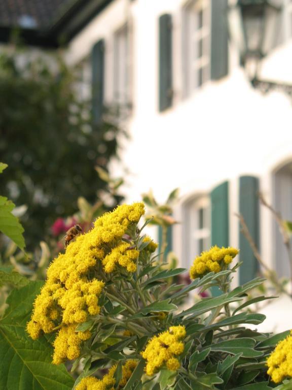 Rhein River Guesthouse - Direkt Am Rhein Leverkusen Zewnętrze zdjęcie