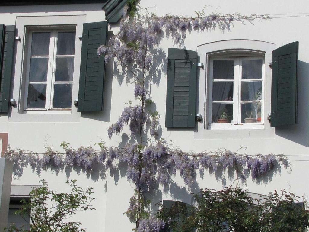 Rhein River Guesthouse - Direkt Am Rhein Leverkusen Zewnętrze zdjęcie