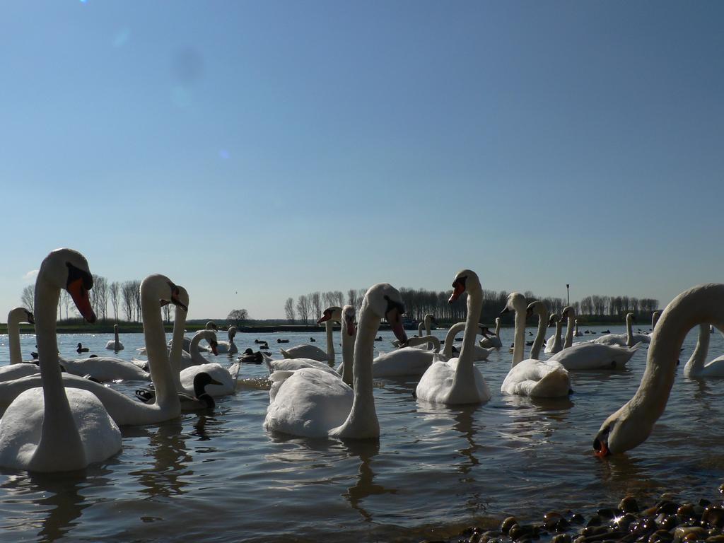 Rhein River Guesthouse - Direkt Am Rhein Leverkusen Zewnętrze zdjęcie